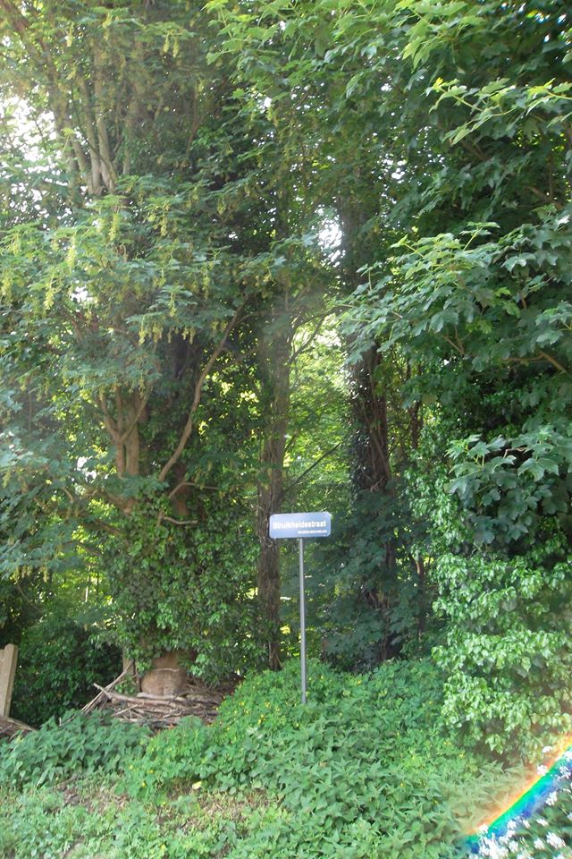 Bos van Loos